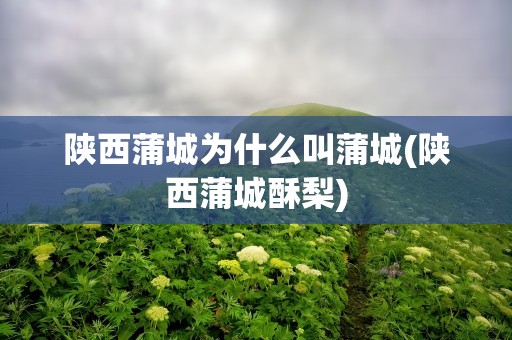 陕西蒲城为什么叫蒲城(陕西蒲城酥梨)