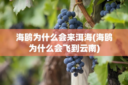 海鸥为什么会来洱海(海鸥为什么会飞到云南)