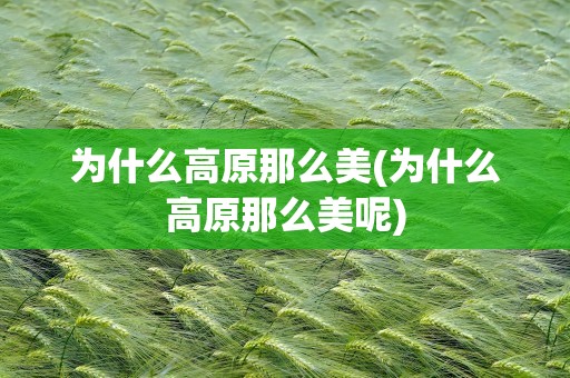 为什么高原那么美(为什么高原那么美呢)