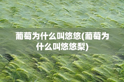 葡萄为什么叫悠悠(葡萄为什么叫悠悠梨)