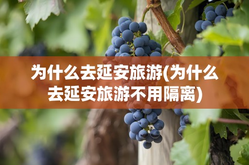 为什么去延安旅游(为什么去延安旅游不用隔离)