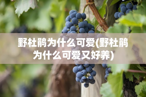 野杜鹃为什么可爱(野杜鹃为什么可爱又好养)