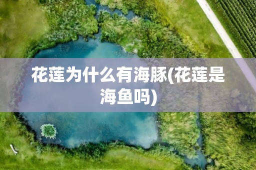 花莲为什么有海豚(花莲是海鱼吗)