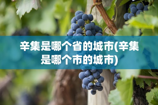 辛集是哪个省的城市(辛集是哪个市的城市)