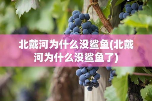 北戴河为什么没鲨鱼(北戴河为什么没鲨鱼了)