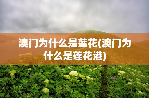 澳门为什么是莲花(澳门为什么是莲花港)