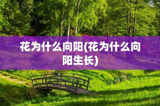 花为什么向阳(花为什么向阳生长)