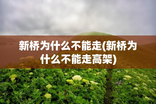 新桥为什么不能走(新桥为什么不能走高架)