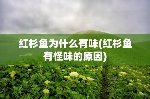 红杉鱼为什么有味(红杉鱼有怪味的原因)