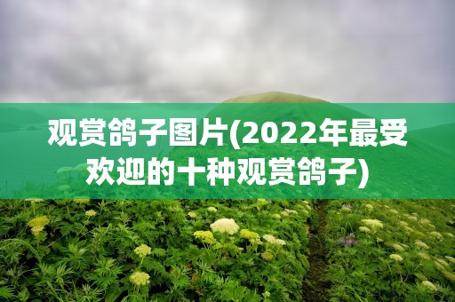 观赏鸽子图片(2022年最受欢迎的十种观赏鸽子)