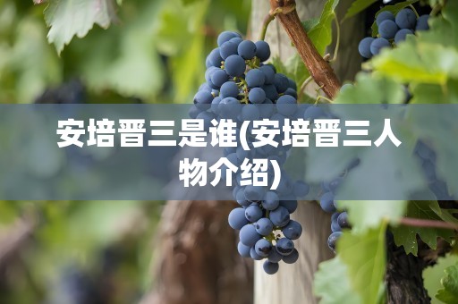 安培晋三是谁(安培晋三人物介绍)