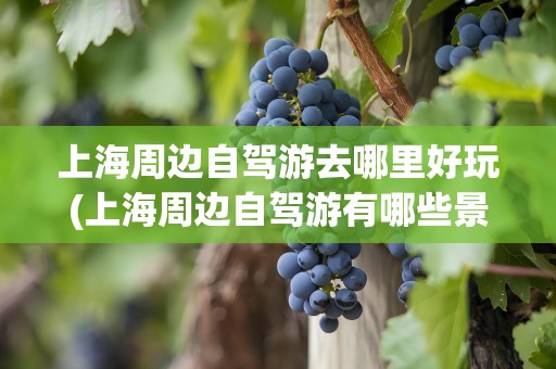 上海周边自驾游去哪里好玩(上海周边自驾游有哪些景点)