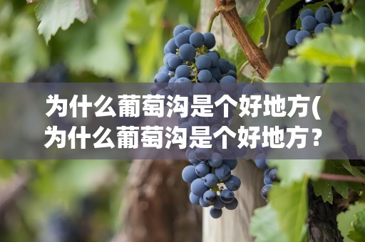 为什么葡萄沟是个好地方(为什么葡萄沟是个好地方？写一写自己的想法)