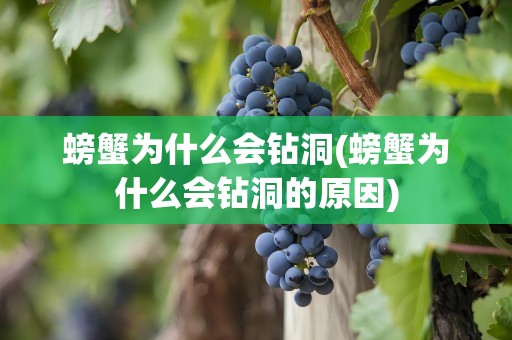 螃蟹为什么会钻洞(螃蟹为什么会钻洞的原因)