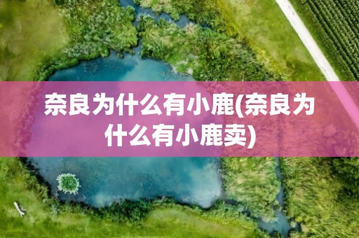 奈良为什么有小鹿(奈良为什么有小鹿卖)