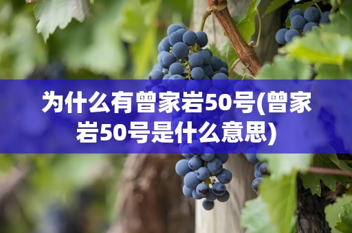 为什么有曾家岩50号(曾家岩50号是什么意思)