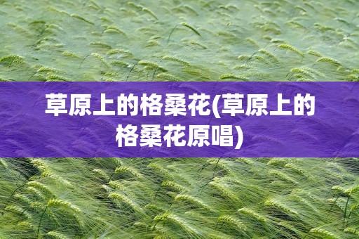 草原上的格桑花(草原上的格桑花原唱)