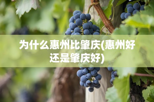 为什么惠州比肇庆(惠州好还是肇庆好)