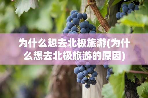 为什么想去北极旅游(为什么想去北极旅游的原因)