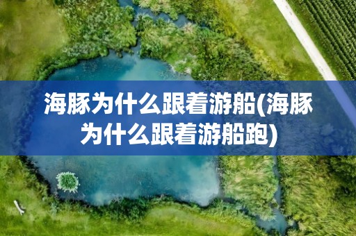 海豚为什么跟着游船(海豚为什么跟着游船跑)