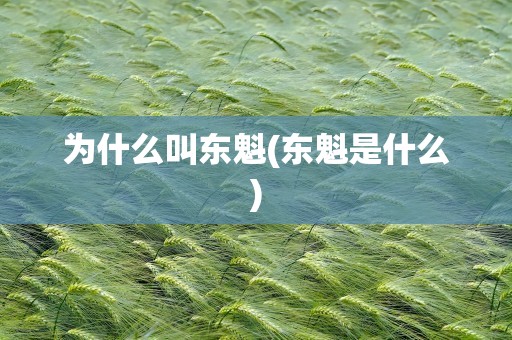 为什么叫东魁(东魁是什么)