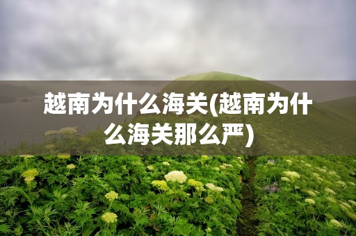越南为什么海关(越南为什么海关那么严)