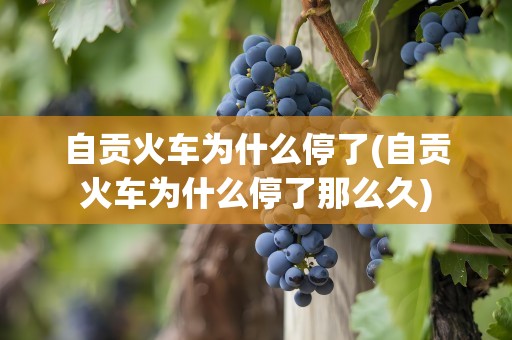 自贡火车为什么停了(自贡火车为什么停了那么久)