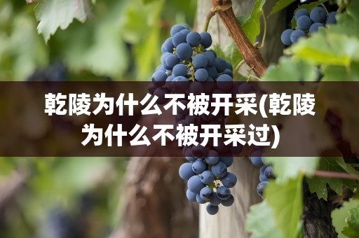 乾陵为什么不被开采(乾陵为什么不被开采过)