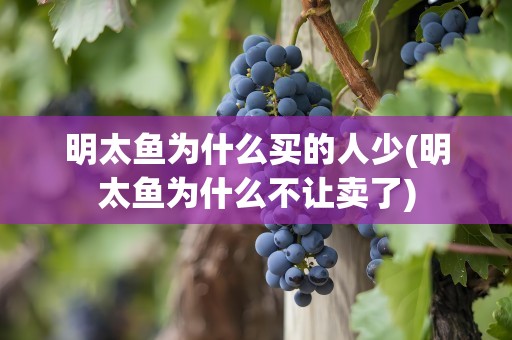 明太鱼为什么买的人少(明太鱼为什么不让卖了)