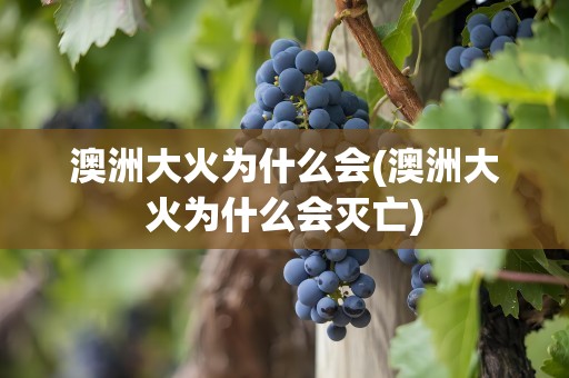 澳洲大火为什么会(澳洲大火为什么会灭亡)