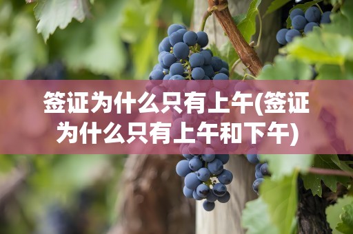 签证为什么只有上午(签证为什么只有上午和下午)