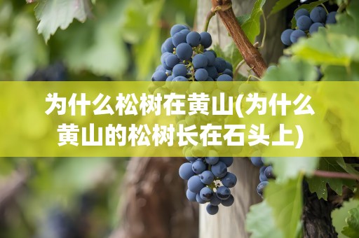 为什么松树在黄山(为什么黄山的松树长在石头上)