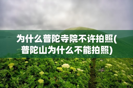 为什么普陀寺院不许拍照(普陀山为什么不能拍照)