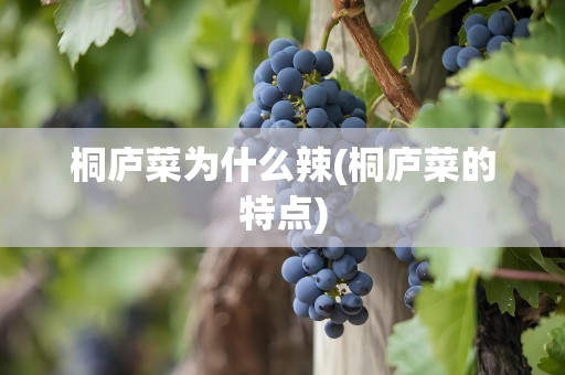桐庐菜为什么辣(桐庐菜的特点)