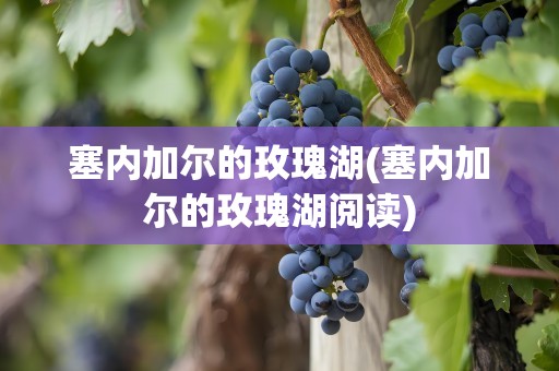 塞内加尔的玫瑰湖(塞内加尔的玫瑰湖阅读)