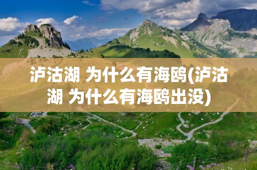 泸沽湖 为什么有海鸥(泸沽湖 为什么有海鸥出没)