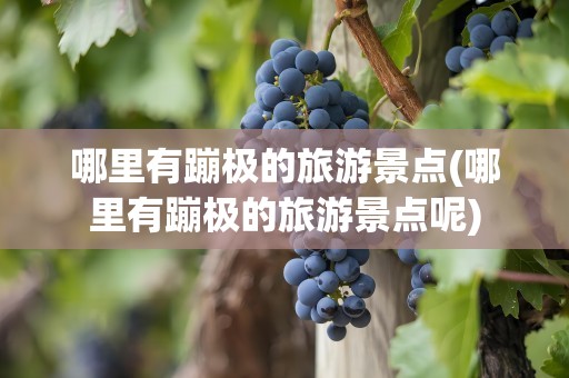 哪里有蹦极的旅游景点(哪里有蹦极的旅游景点呢)