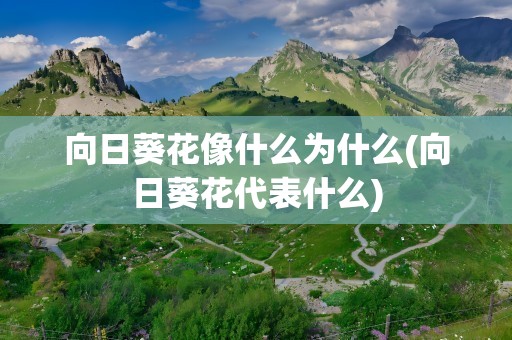 向日葵花像什么为什么(向日葵花代表什么)