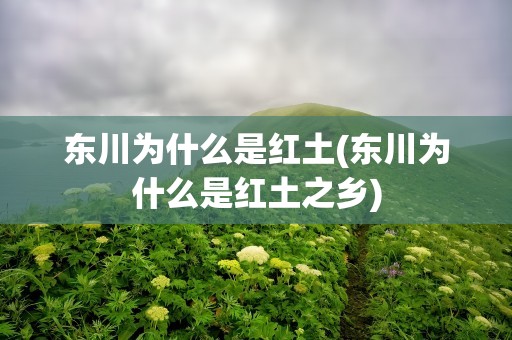 东川为什么是红土(东川为什么是红土之乡)