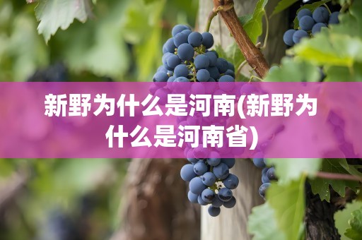 新野为什么是河南(新野为什么是河南省)