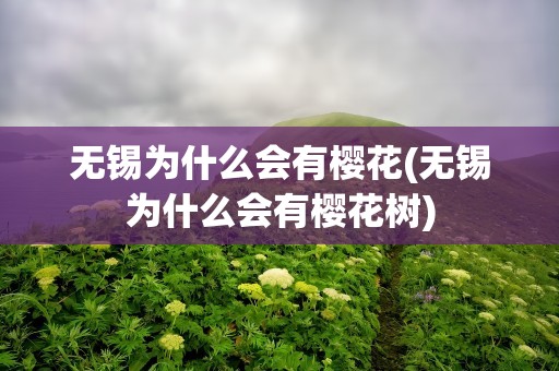 无锡为什么会有樱花(无锡为什么会有樱花树)