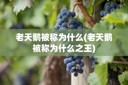 老天鹅被称为什么(老天鹅被称为什么之王)