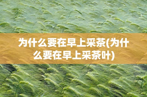 为什么要在早上采茶(为什么要在早上采茶叶)
