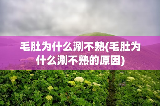 毛肚为什么涮不熟(毛肚为什么涮不熟的原因)