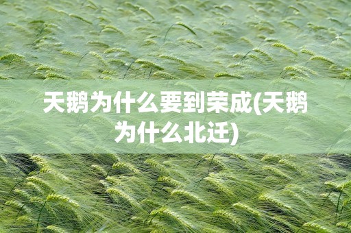 天鹅为什么要到荣成(天鹅为什么北迁)