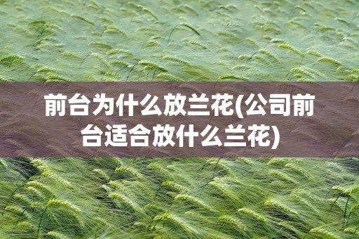 前台为什么放兰花(公司前台适合放什么兰花)
