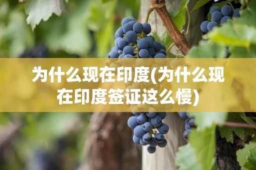 为什么现在印度(为什么现在印度签证这么慢)