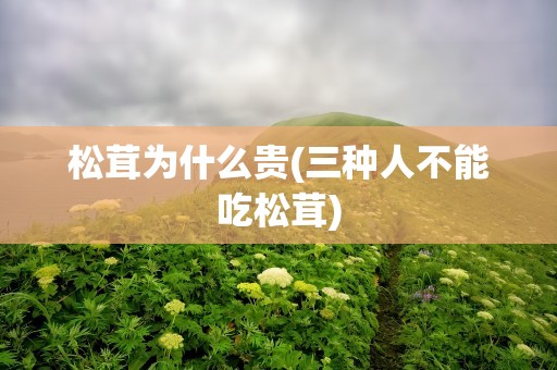 松茸为什么贵(三种人不能吃松茸)