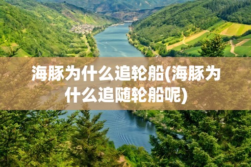 海豚为什么追轮船(海豚为什么追随轮船呢)