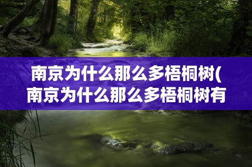 南京为什么那么多梧桐树(南京为什么那么多梧桐树有多少年)